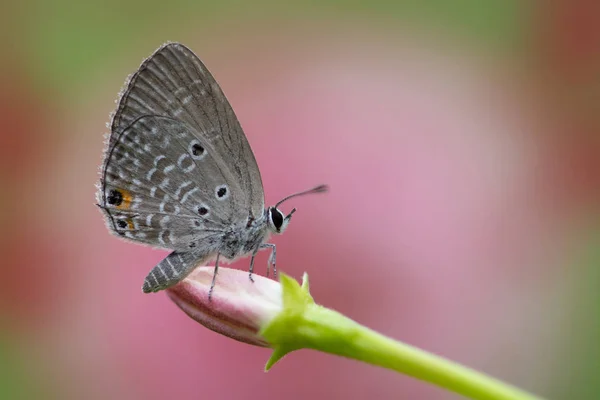 Chilades pandava - planícies Cupido — Fotografia de Stock