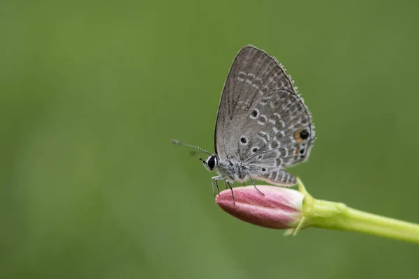 Chilades pandava -  plains Cupid — Stock Photo, Image