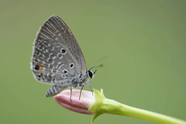 Chilades Pandava Uma Espécie Insetos Lepidópteros Mais Especificamente Borboletas Licaenídeos — Fotografia de Stock