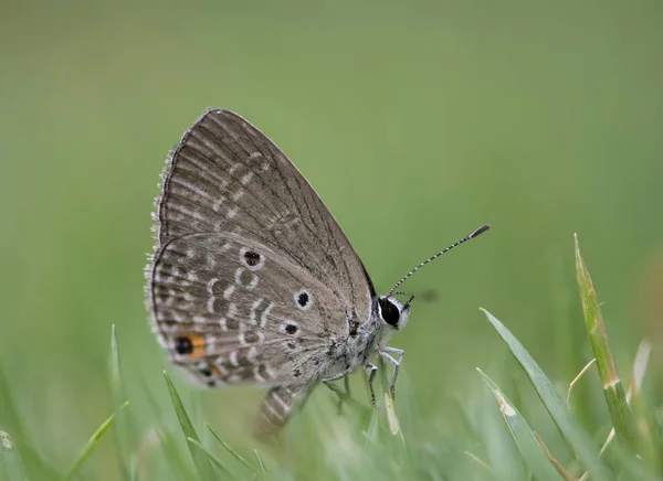 Chilades Pandava Vlakten Cupid Palmvarens Blauw Een Soort Van Lycaenid — Stockfoto