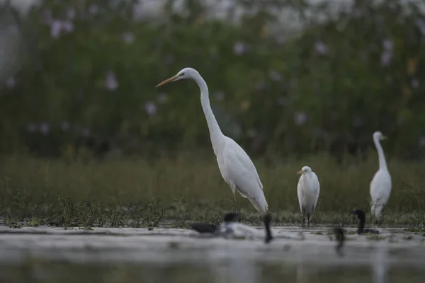 Flock Birds Wetland — Stock Photo, Image