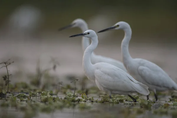 Lilla Egretss Varning För Fiske — Stockfoto