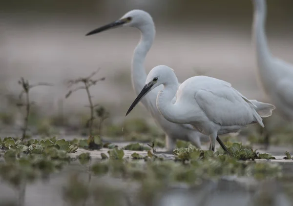 Little Egretss Alerta Para Pesca — Fotografia de Stock