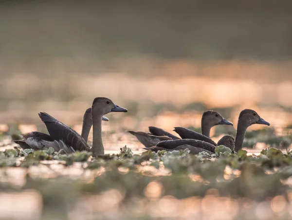 Whistling Kachna Dendrocygninae — Stock fotografie