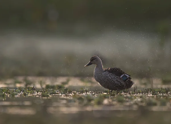 Indiska Spot Billed Anka Vid Soluppgången Våtmark — Stockfoto