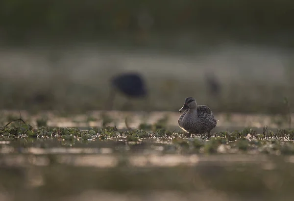 Pato Indio Amanecer Humedal — Foto de Stock