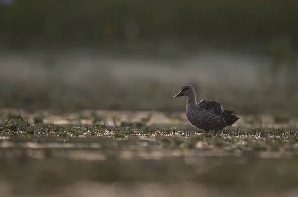 Indiska Spot Billed Anka Vid Soluppgången Våtmark — Stockfoto