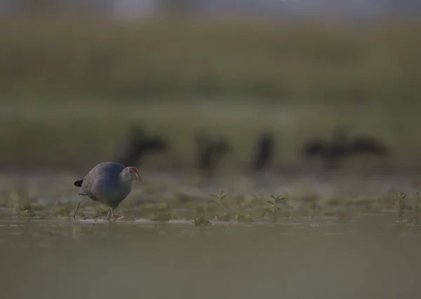 Swamphen Púrpura Los Humedales — Foto de Stock