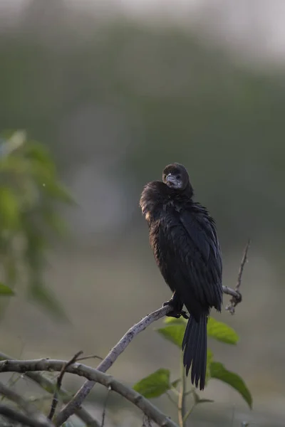 Pequeno Cormorão Nascer Sol — Fotografia de Stock