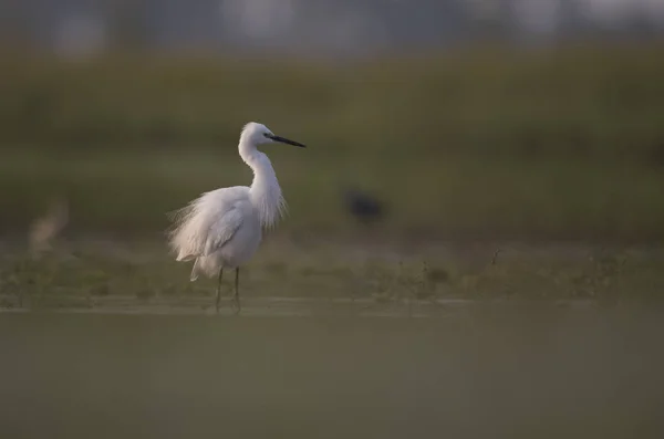 Pequeno Egret Zonas Húmidas — Fotografia de Stock