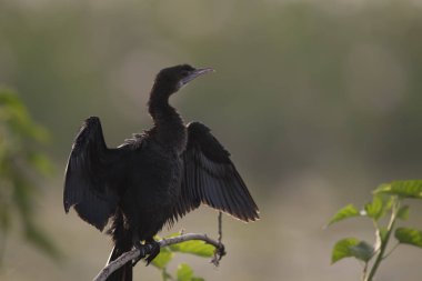 Levrek üzerinde küçük karabatak 