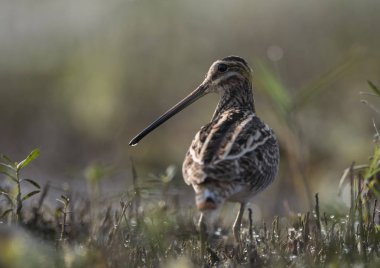 ortak su çulluğu (gallinago gallinago)