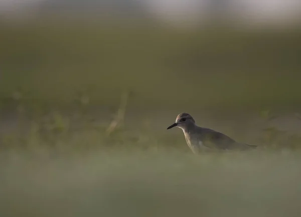 Blanco Cola Lapwing Mañana — Foto de Stock