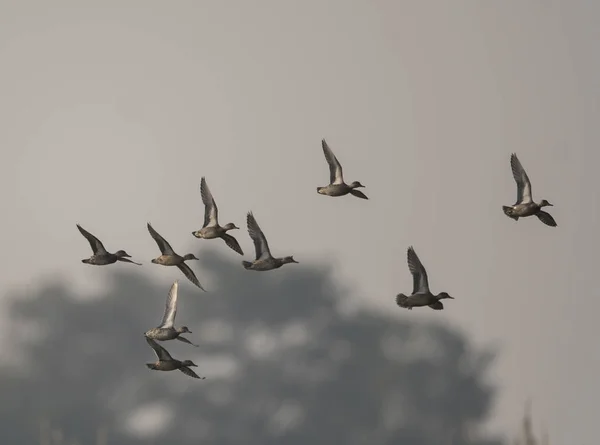 Flock Ankor Flyger — Stockfoto