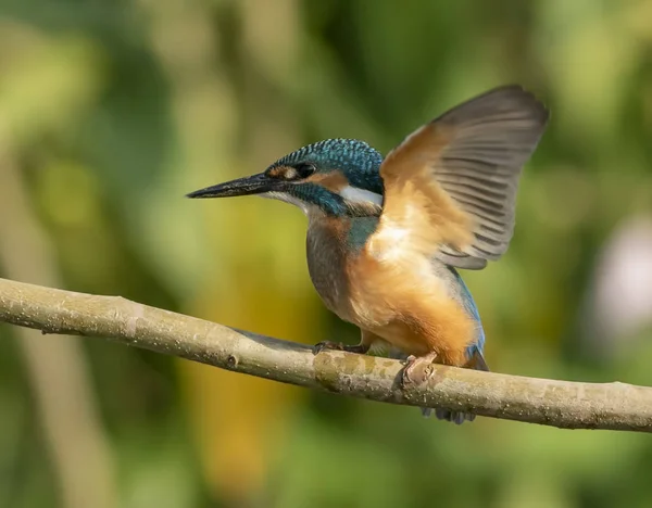 Pescador Real Común Alcedo Atthis — Foto de Stock