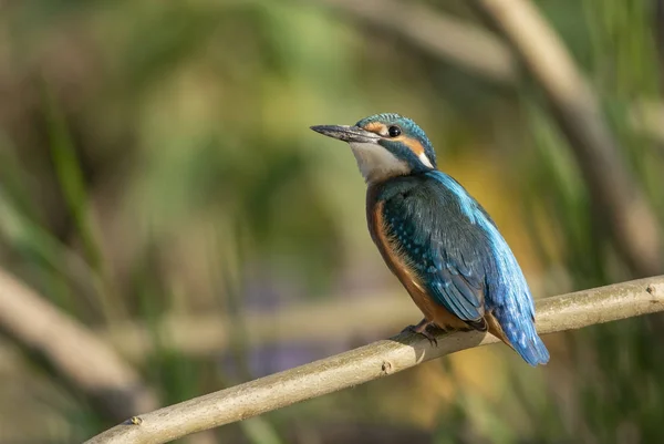 Pescador Real Común Alcedo Atthis — Foto de Stock