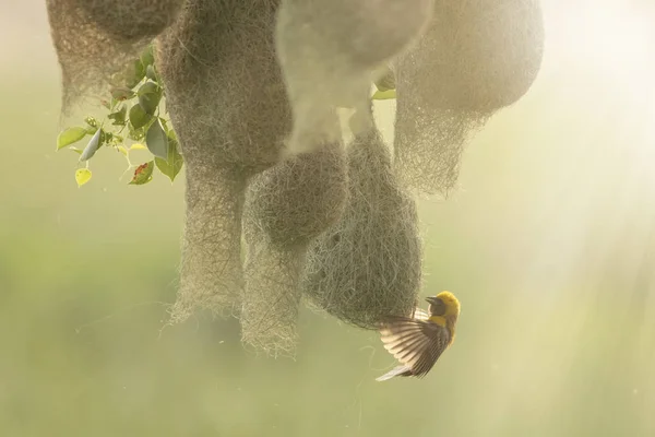 Tejedor Baya Ploceus Philippinus Con Nido — Foto de Stock