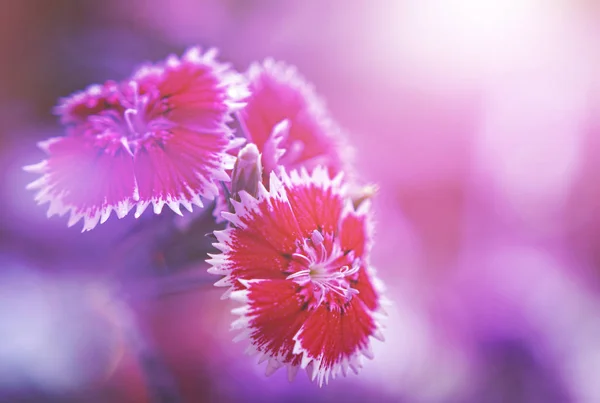 Krásné Květinové Pozadí — Stock fotografie