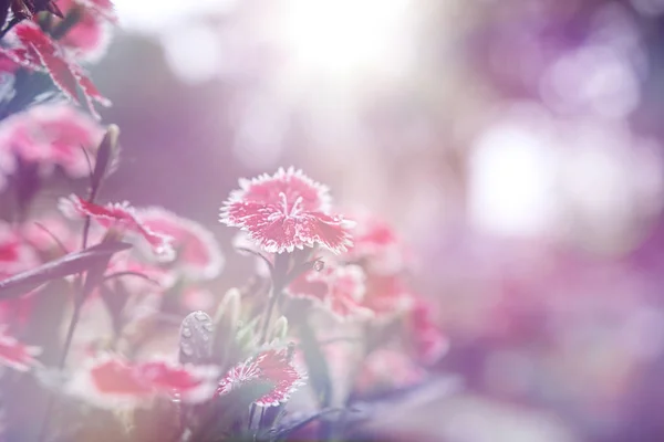 Vacker Blomma Bakgrund — Stockfoto
