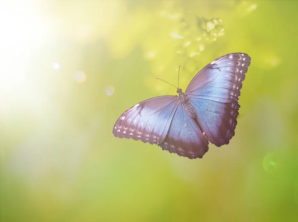 Borboleta Azul Morpho Verde — Fotografia de Stock