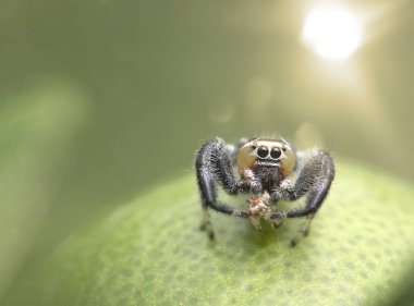Thyene imperialis veya atlama örümcek kapat 