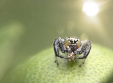 Thyene imperialis or jumping spider  Close up  clipart