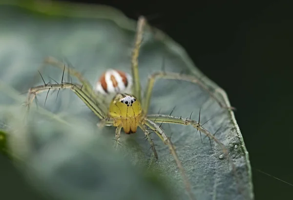 Oxyopidae Araña Sobre Hojas Verdes Insecto Animales — Foto de Stock