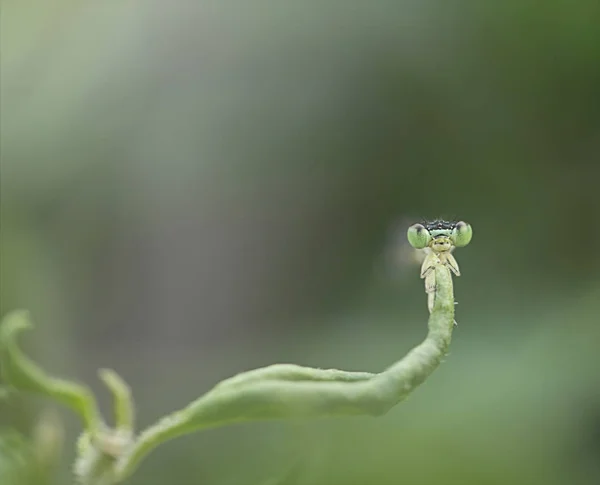 Hermosa Imagen Macro Libélula —  Fotos de Stock