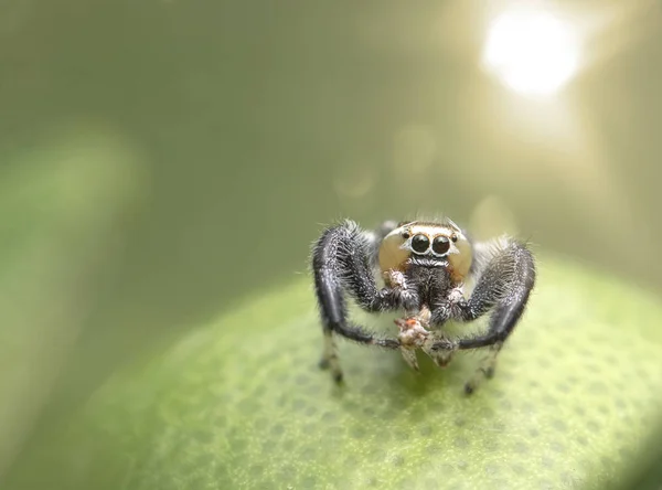 Thyene imperialis veya atlama örümcek kapat 