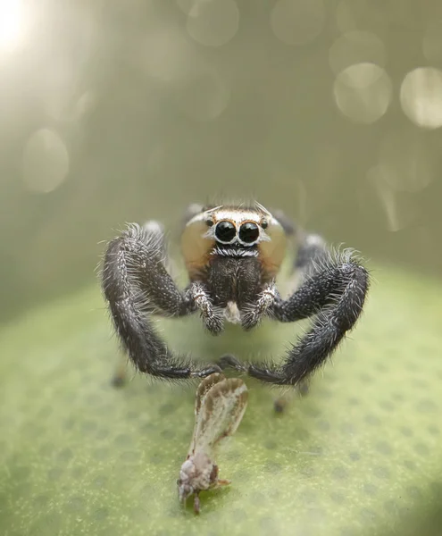 Thyene Imperiale Nebo Skákavka Zblízka — Stock fotografie