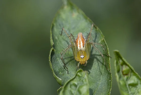 Lynx Spindel Oxyopidae Gröna Blad Insekt Djur — Stockfoto