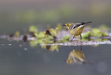 Yansıması ile Western sarı Kuyruksallayan