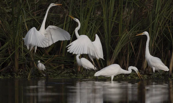 Flock Fåglar Fiske — Stockfoto