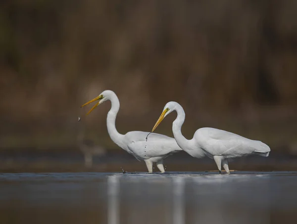 Gran Grulla Blanca Ardea Alba — Foto de Stock