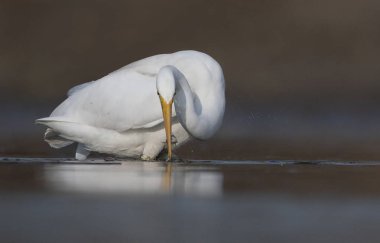 Büyük ak balıkçıl balıkçı 