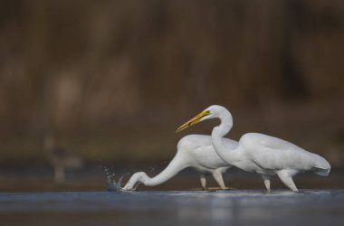 Büyük beyaz ak balıkçıl (Ardea alba)