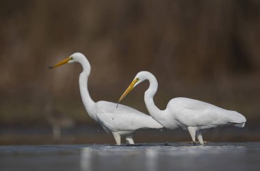 Büyük beyaz ak balıkçıl (Ardea alba)