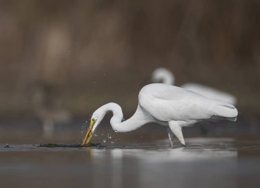 Büyük beyaz ak balıkçıl (Ardea alba)