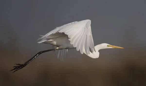 Великий Белый Эгрет Ardea Alba — стоковое фото