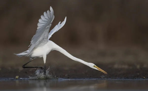 Grande Pesca Egret — Foto Stock