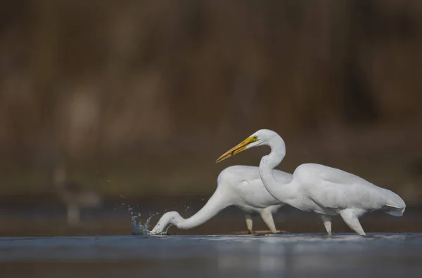 Великий Белый Эгрет Ardea Alba — стоковое фото