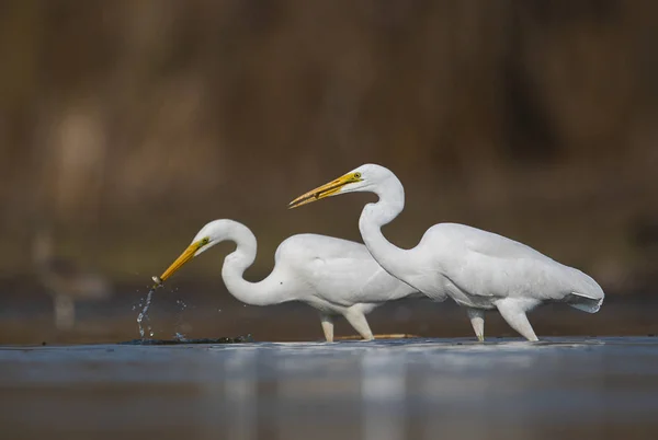 Великий Белый Эгрет Ardea Alba — стоковое фото