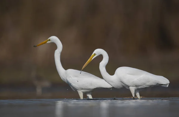 Великий Белый Эгрет Ardea Alba — стоковое фото