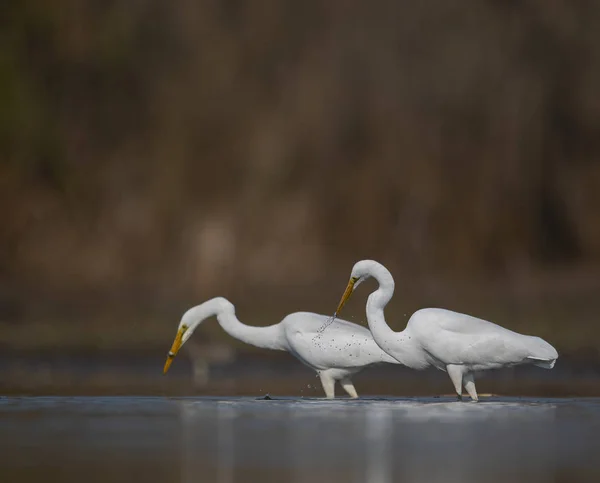 Великий Белый Эгрет Ardea Alba — стоковое фото