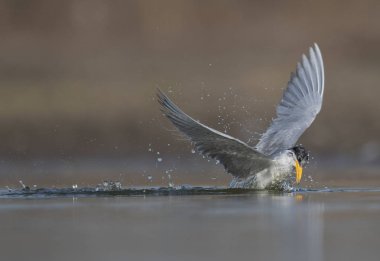 Nehir sumru balıkçılık nehir 