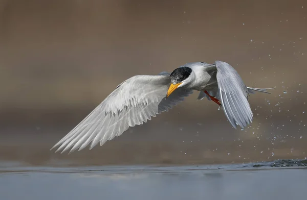 Die Flussseeschwalbe — Stockfoto