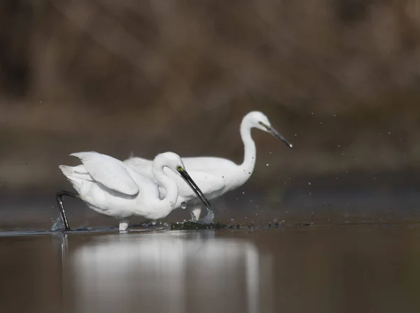 Flock Hägrar Fiske — Stockfoto