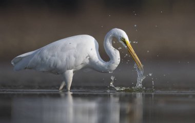 Büyük ak balıkçıl balıkçı 