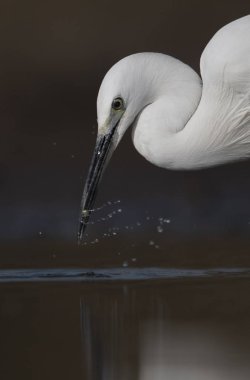 Küçük ak balıkçıl, Egretta garzetta Balık tutma