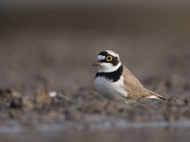 Sulak alan küçük halkalı cılıbıt 